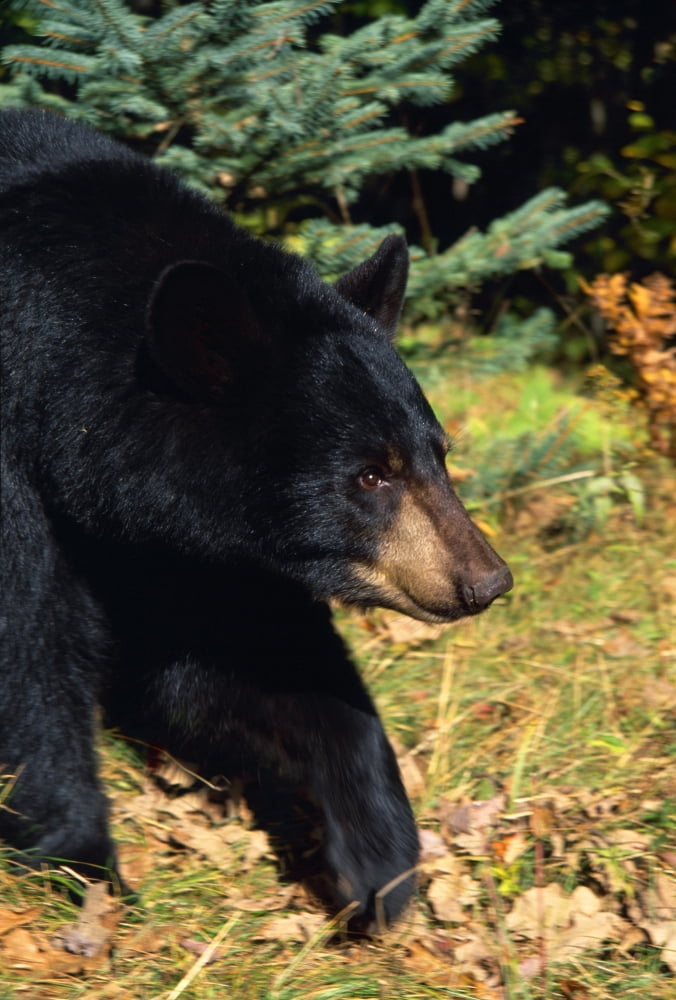 Black Bear Canvas Art - Natural Selection William Banaszewski Design Pics (12 x 18)