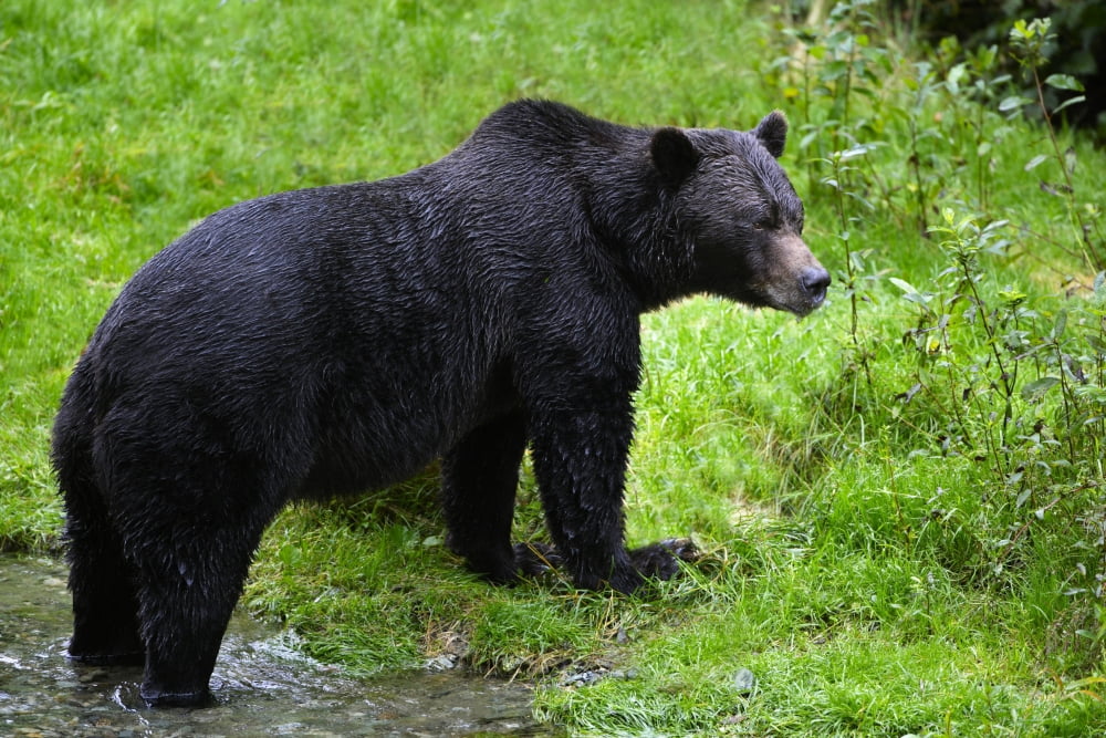 Black Bear Canvas Art - Richard Wear Design Pics (17 x 11)