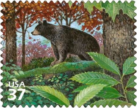 Black Bear Canvas Art - US POSTAL SERVICE (24 x 30)