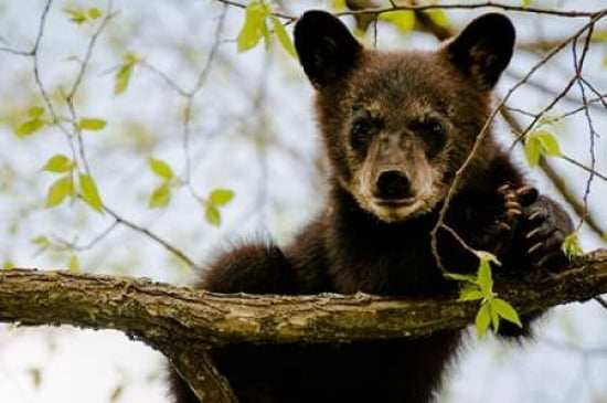 Black Bear Cub I Canvas Art - Beth Wold (20 x 28)