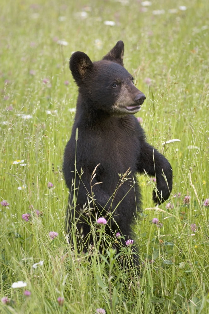 Black Bear Cub In Meadow Of Wildflowers Minnesota Spring Captive Canvas Art - Bruce Lichtenberger Design Pics (12 x 19)