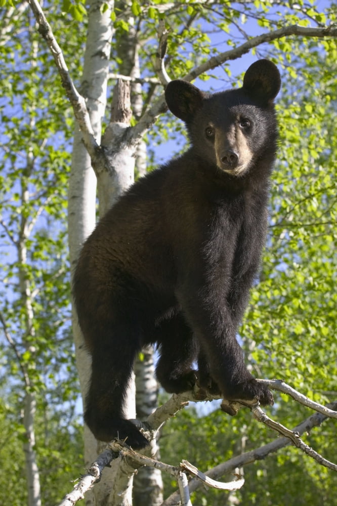 Black Bear Cub In Tree Minnesota Forest Captive Summer Canvas Art - Michael DeYoung Design Pics (12 x 19)