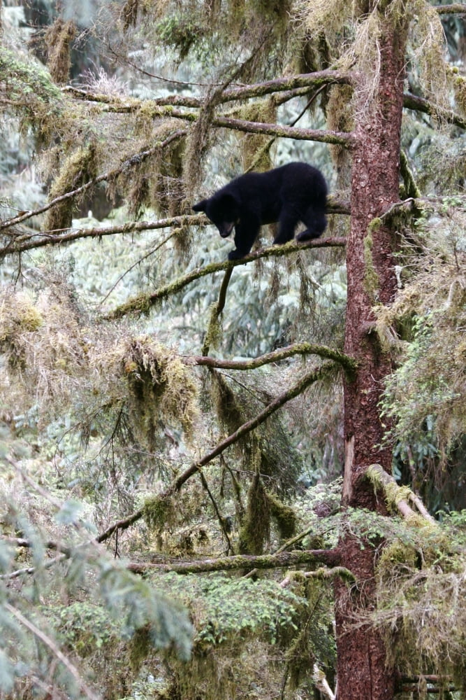 Black Bear Cub Up A Tree For Protection Against A Male Grizzly At Anan Creek Bear Observatory Southeast Alaska Canvas Art - Chip Porter Design Pics (11 x 17)