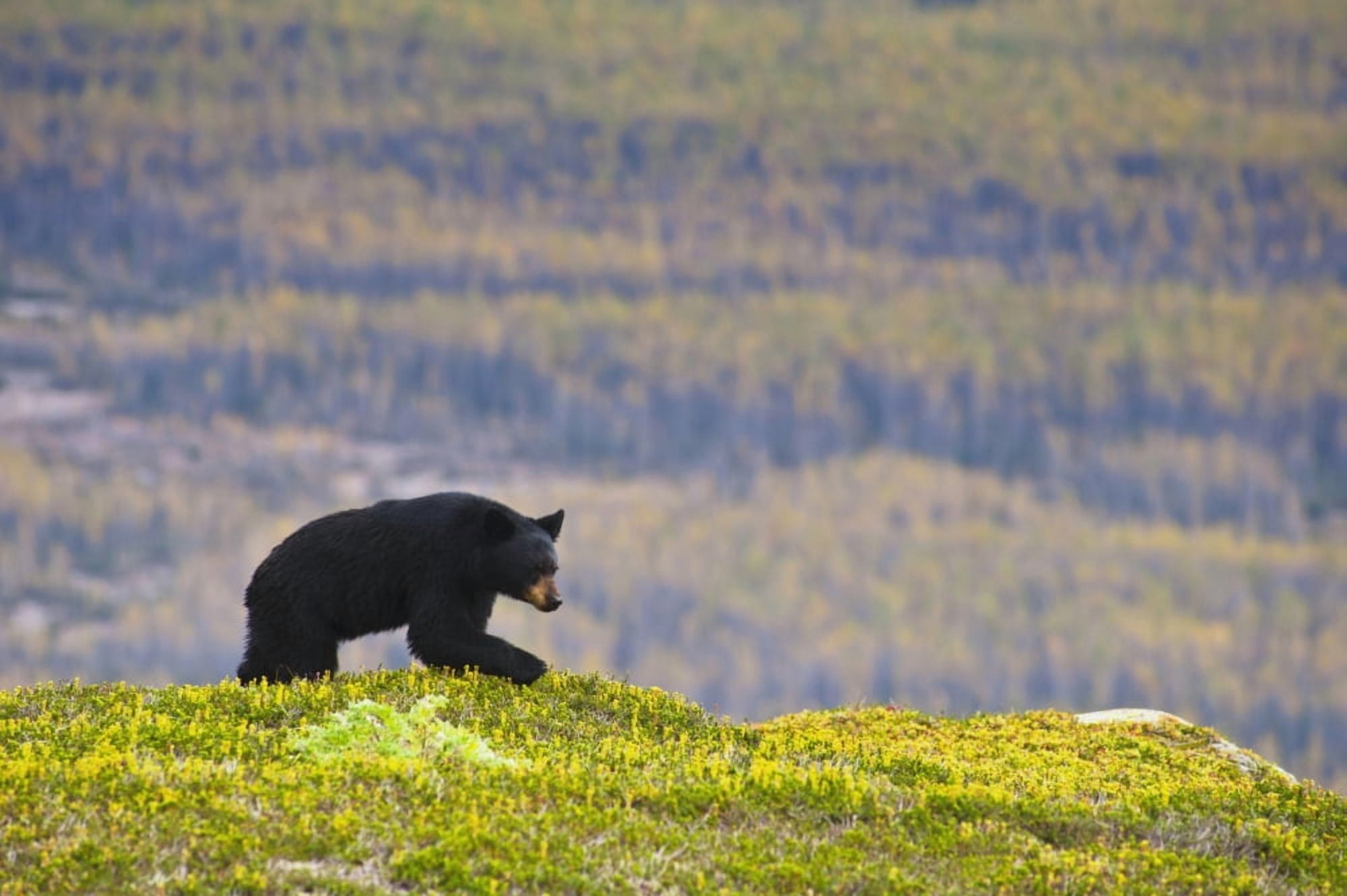 A Black Bear Foraging For Berries Near The Harding Icefield Trail At Exit Glacier Kenai Fjords National Park Seward Southcentral Alaska Autumn Canvas Art - Michael Jones Design Pics (19 x 12)