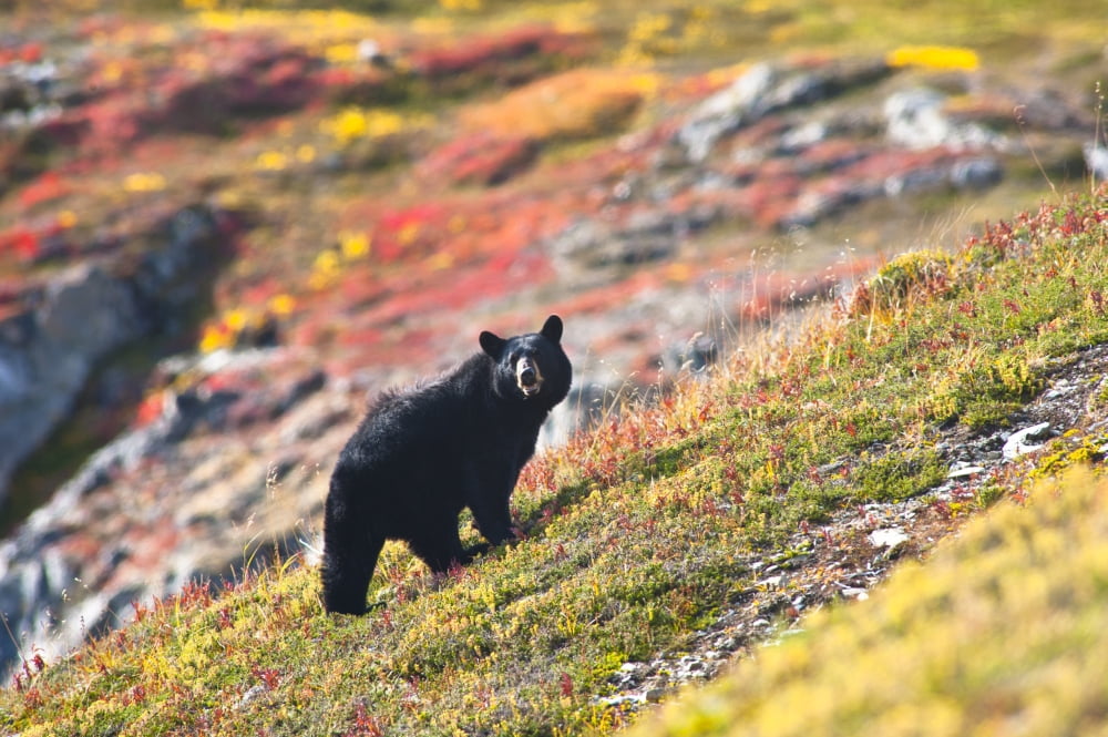A Black Bear Foraging For Berries On The Tundra Near The Harding Icefield Trail At Exit Glacier Kenai Fjords National Park Autumn Canvas Art - Michael Jones Design Pics (17 x 11)