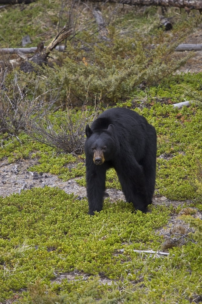 Black Bear Foraging For Food At Jasper National Park Spring In Alberta Canada Canvas Art - John Delapp Design Pics (22 x 34)