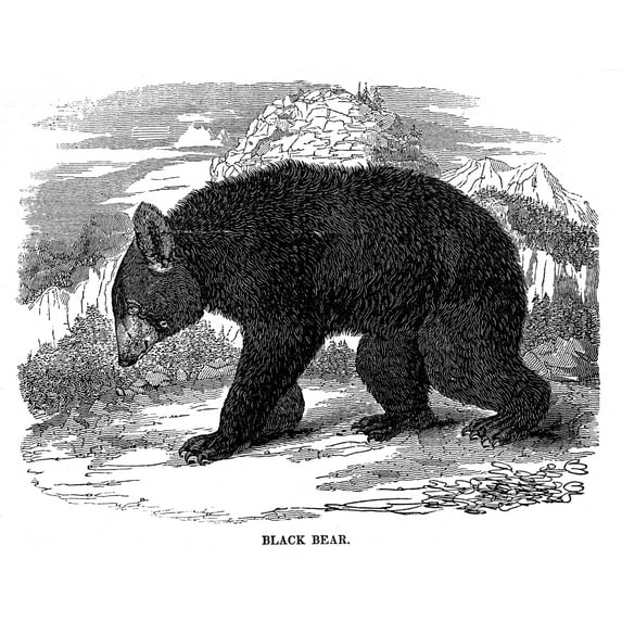 Black Bear. /Nwood Engraving, American, 1835. Poster Print by (18 x 24)