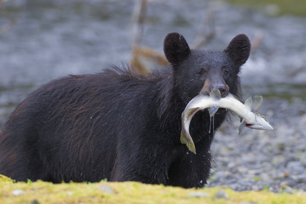 Black Bear With Pink Salmon In Its Mouth Alongside A Stream Prince William Sound Southcentral Alaska Summer Canvas Art - Milo Burcham Design Pics (19 x 12)