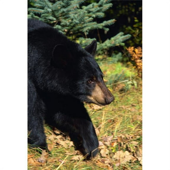 Black Bear Poster Print by Natural Selection William Banaszewski, 24 x 36 - Large