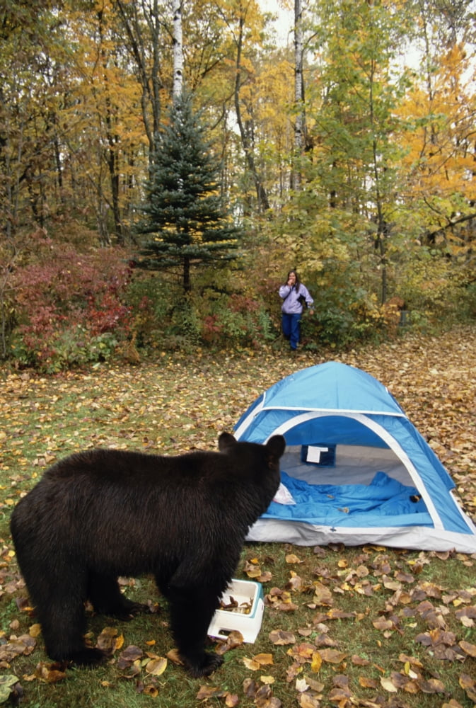 Black Bear Raiding Campsite Minnesota Captive FallNursus Americanas Canvas Art - Michael DeYoung Design Pics (11 x 17)