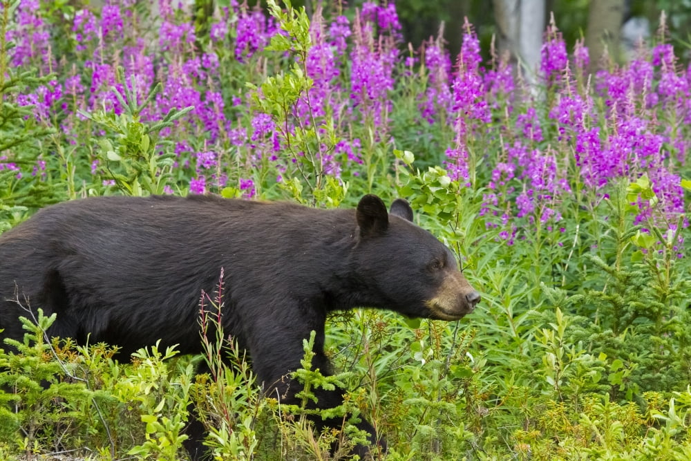 A Black Bear Searches For Soap Berries Along The Tatshenshini River Tatshenshini-Alsek Wilderness Yukon Territory Canada Summer Canvas Art - John Hyde Design Pics (18 x 12)
