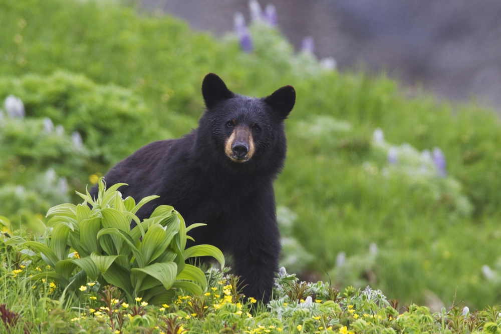 Black Bear Standing In Alpine Vegetation Harding Icefield Trail Kenai Fjords National Park Near Seward Southcentral Alaska Summer Canvas Art - Milo Burcham Design Pics (38 x 24)