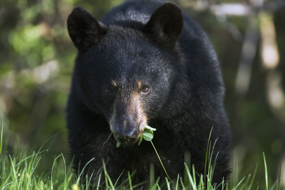 Black Bear Ursus Americanus Forillon National Park Quebec Canvas Art - Philippe Henry Design Pics (34 x 22)