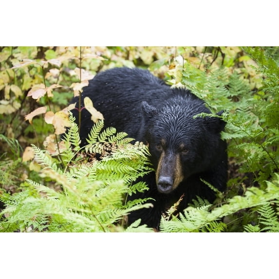 Black Bear (Ursus Americanus) Standing Among The Plants And Shrubs In A Forest, South