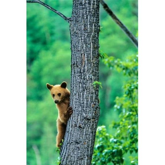 Black Bear Waterton Lakes National Park Alberta Poster Print by Chuck Haney - 18 x 26 in.
