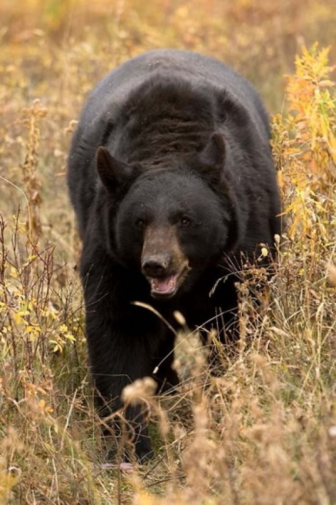 Black Bear walking in brush Montana Canvas Art - Joe & Mary Ann McDonald DanitaDelimont (11 x 17)