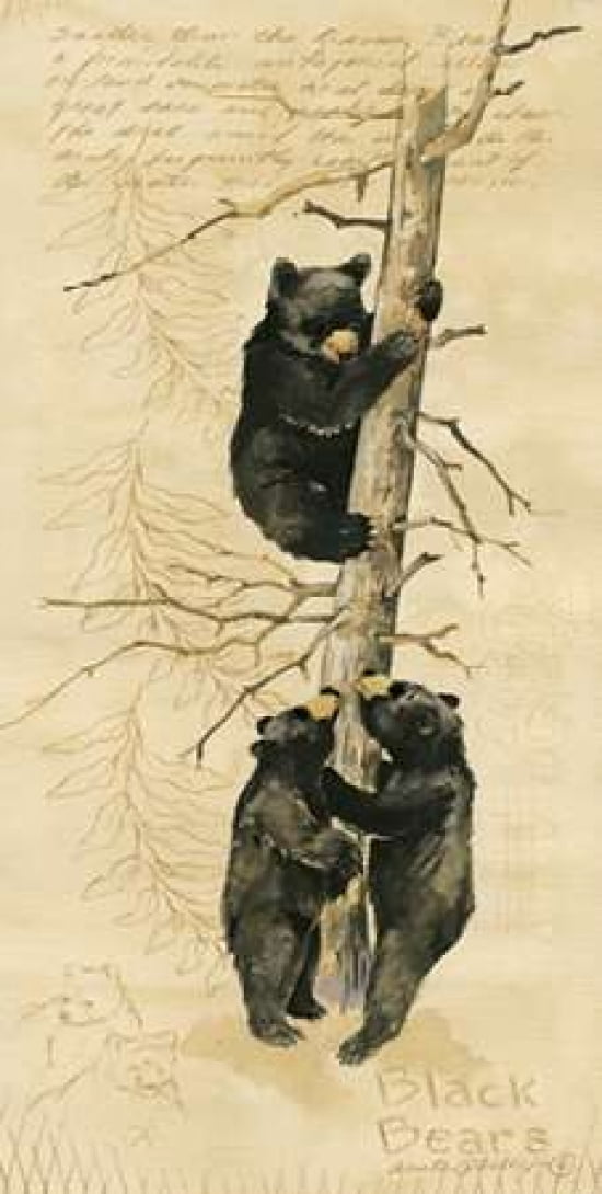 Black Bears Canvas Art - Anita Phillips (24 x 48)