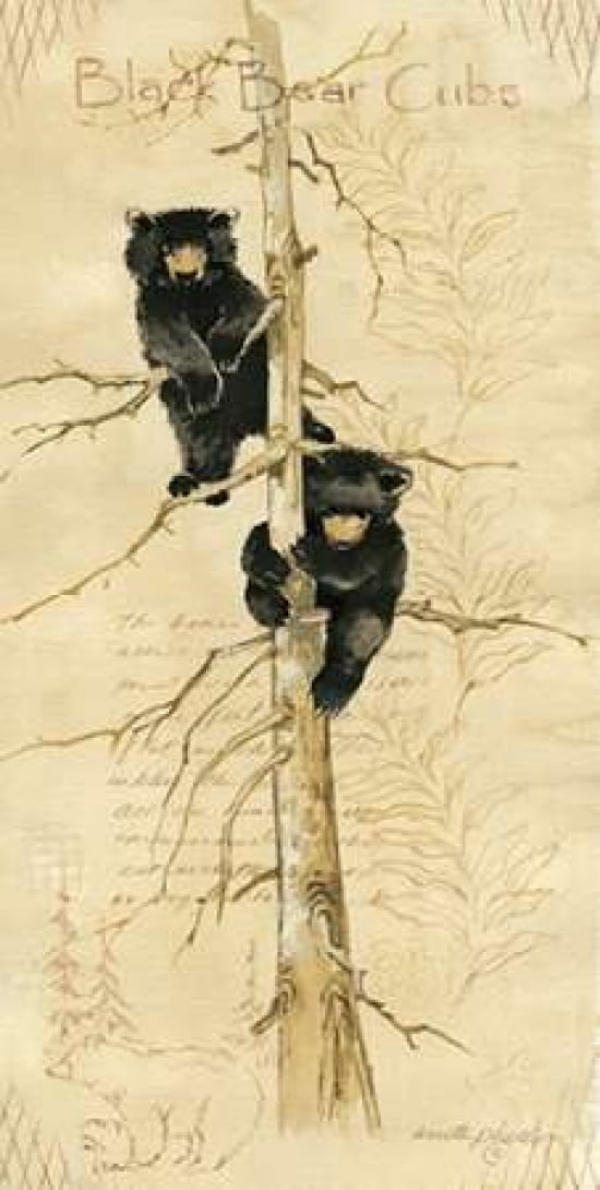 Black Bears Cubs Canvas Art - Anita Phillips (24 x 48)