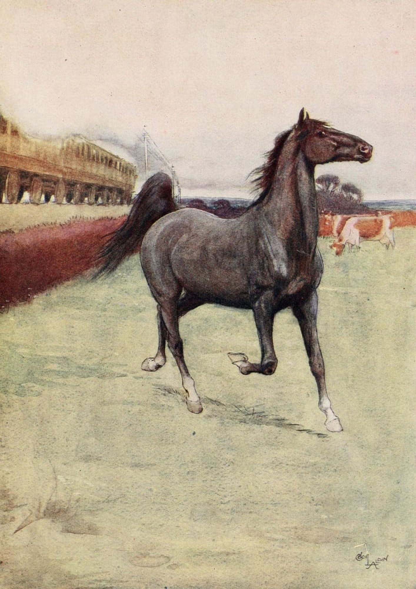 Black Beauty 1916 Black Beauty Canvas Art - Cecil Aldin (24 x 36)