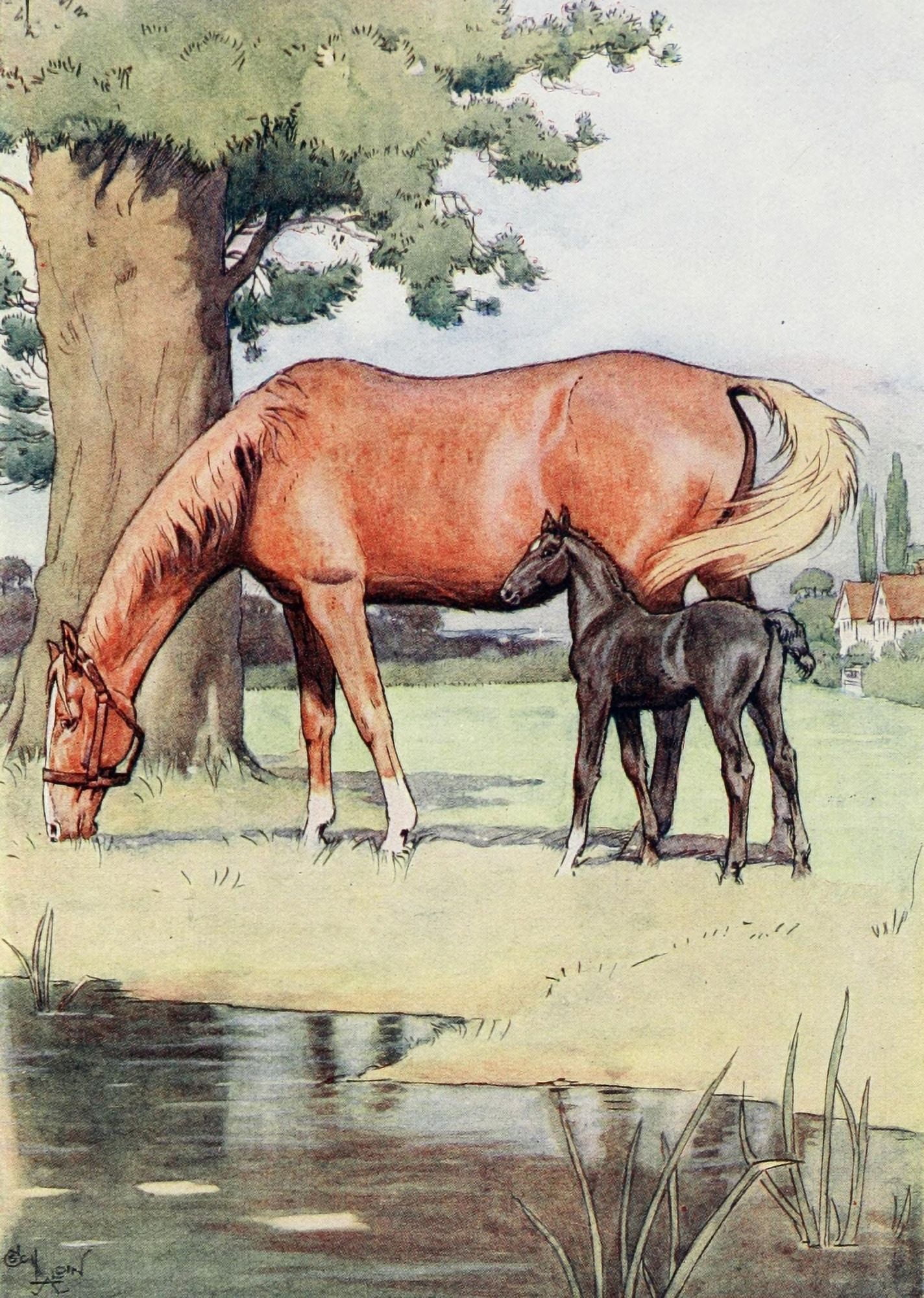 Black Beauty 1916 Large pleasant meadow Canvas Art - Cecil Aldin (18 x 24)
