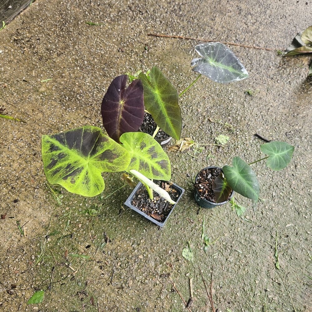 Black Beauty Colocasia Elephant Ear