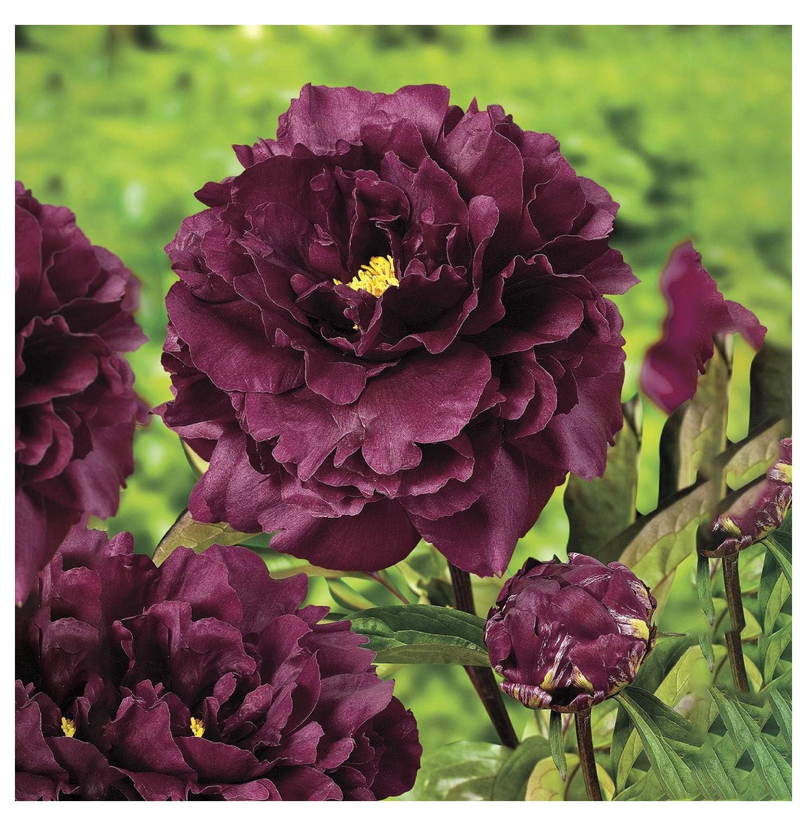 black-beauty-deep-red-flowering-peony-bare-root-perennial-plant-3