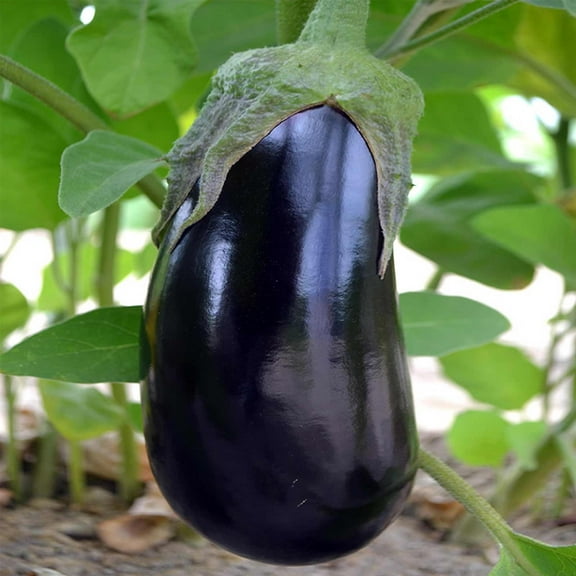 Black Beauty Eggplant Garden Seeds - 1 Lb - Non-GMO, Heirloom Vegetable Gardening Seed - Solanum melongena