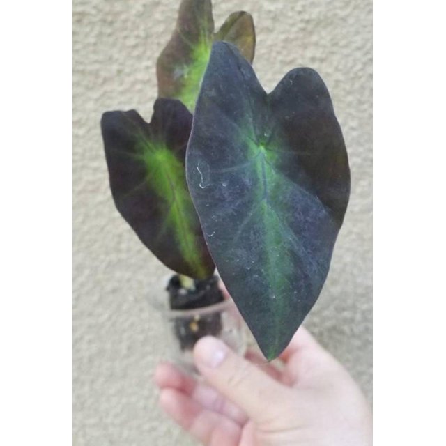 Black Beauty Elephant Ear Colocasia Antiquorum LIVE PLANT