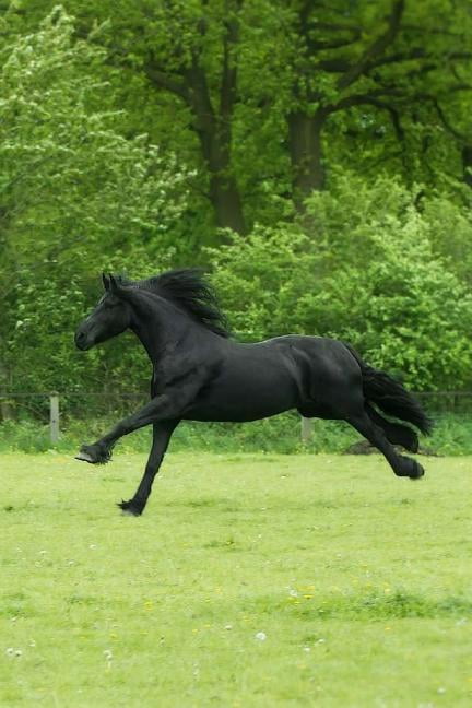 Black Beauty (Paperback)