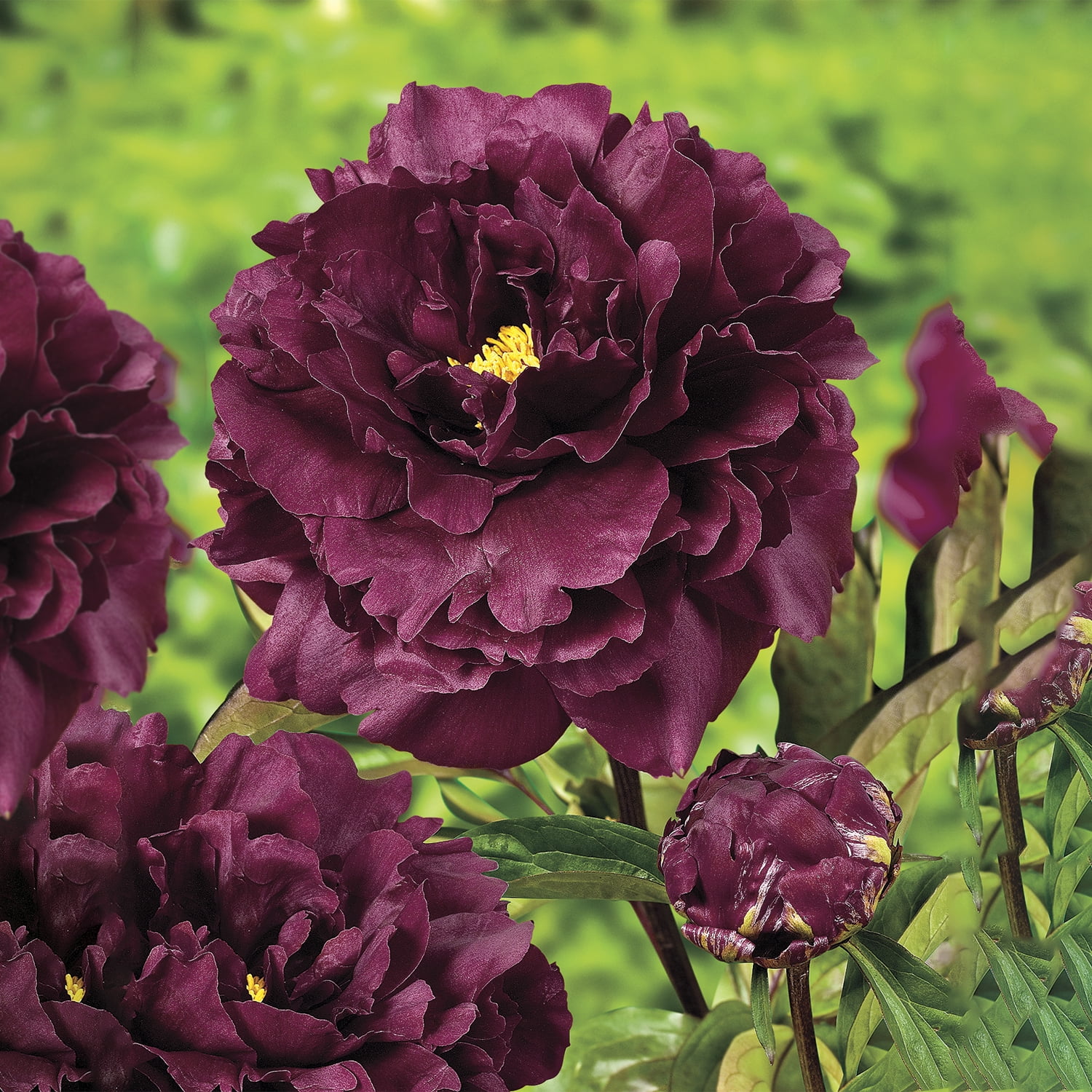 Black Beauty Deep Red Flowering Peony Bare Root Perennial Plants, 3-Pack