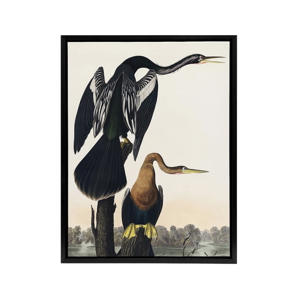 Black Bellied Darter Bird Audubon Nature Black Framed Canvas Wall Art 12X16"