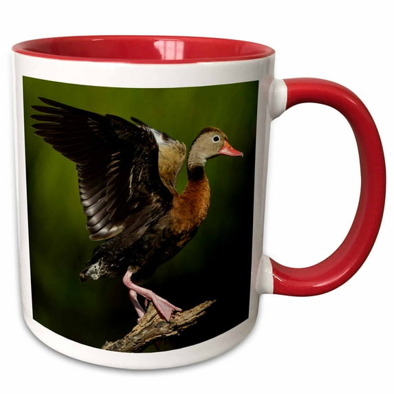 3drose, Black Bellied Whistling Duck Adult Perched in Tree, 11oz Two-tone Red Mug