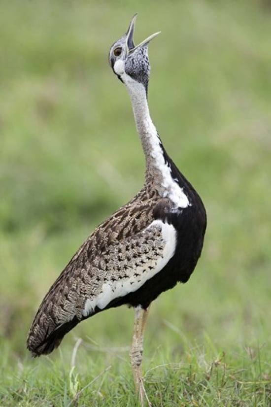 Black-Bellied bustard (Lissotis Melanogaster) calling in a field Ngorongoro Crater Ngorongoro Tanzania Canvas Art - Panoramic Images (16 x 24)