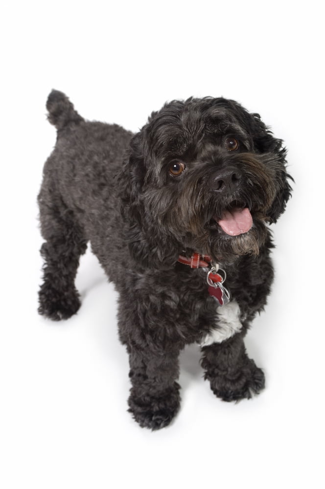 Black Bichon-Cocker Spaniel Dog Canvas Art - Corey Hochachka Design Pics (22 x 34)