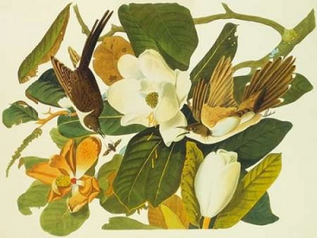 Black-Billed Cuckoo Canvas Art - John James Audubon (18 x 24)
