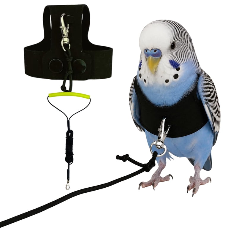 cockatiel bird harness and leash