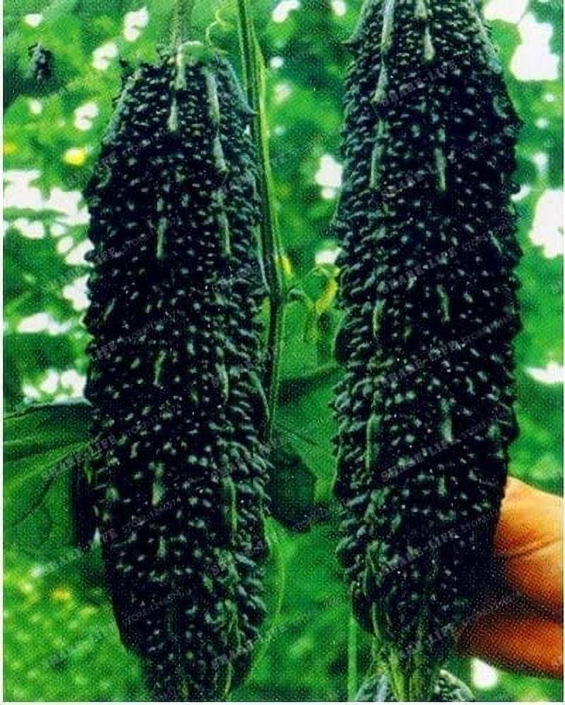 potted trailing plant Trailing Philodendrons Plant Set – 4 hanging varieties main image 0