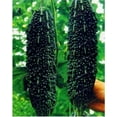 thumbnail image 1 of Black Bitter Melon Seeds for Planting, 10 Seeds - Dark Jade Bitter Melon - Ships from Iowa, USA, 1 of 2