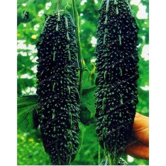 Black Bitter Melon Seeds for Planting, 10 Seeds - Dark Jade Bitter Melon - Ships from Iowa, USA