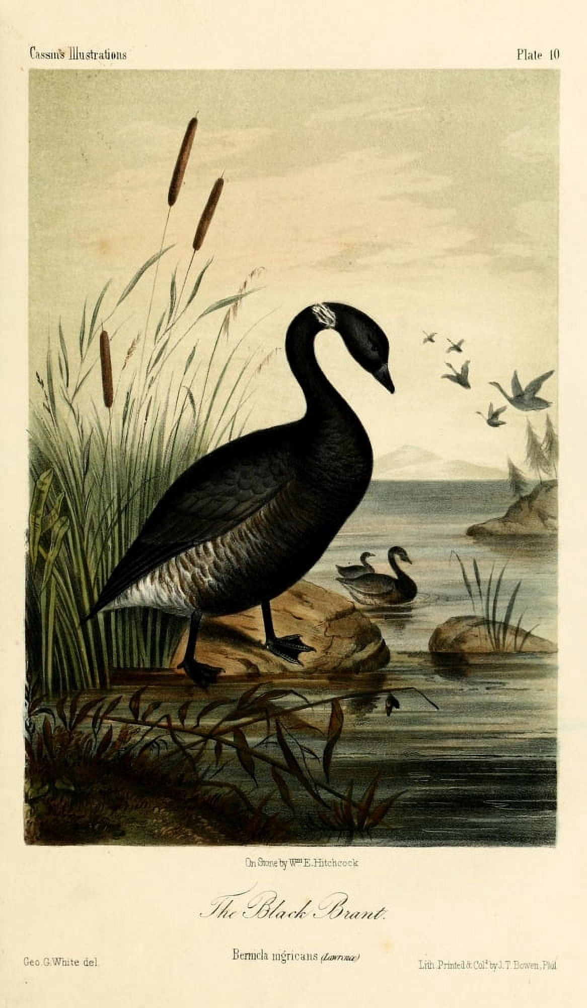 Black Brant Canvas Art - WE Hitchcock (18 x 24)