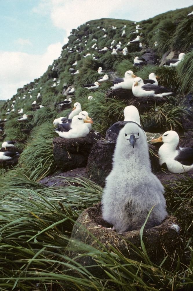 Black-Browed Albatross Chick Sitting On Nest Bird Island Antarctica Spring Canvas Art - Joel Bennett Design Pics (11 x 17)