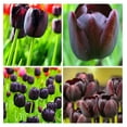 Black Bulbs (15) Queen of The Night Bulbs for Fall Planting Bulk