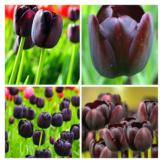 Black Bulbs (15) Queen of The Night Bulbs for Fall Planting Bulk