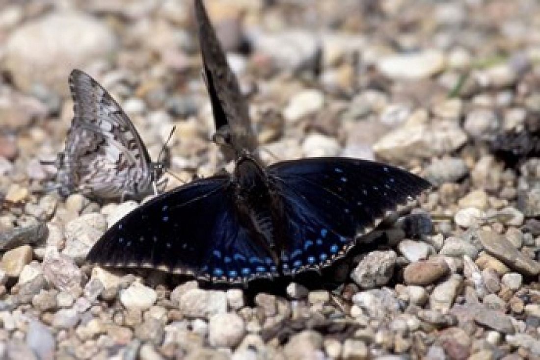 Black Butterfly Gombe National Park Tanzania Canvas Art - Kristin Mosher DanitaDelimont (35 x 24)