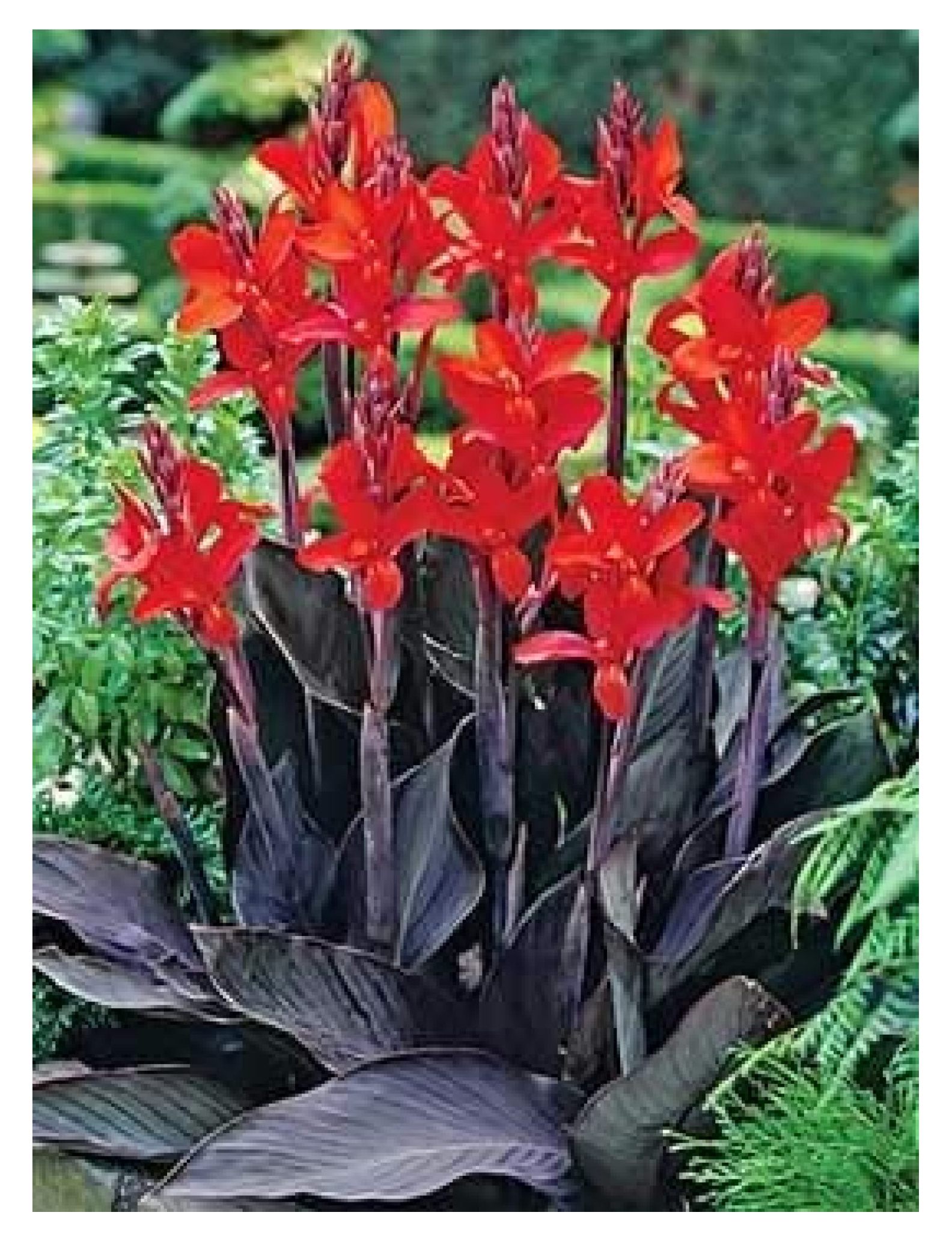 Black Canna Lily Plants, Bulbs, Plants, Roots, Flower, SeedsBulbsPlants