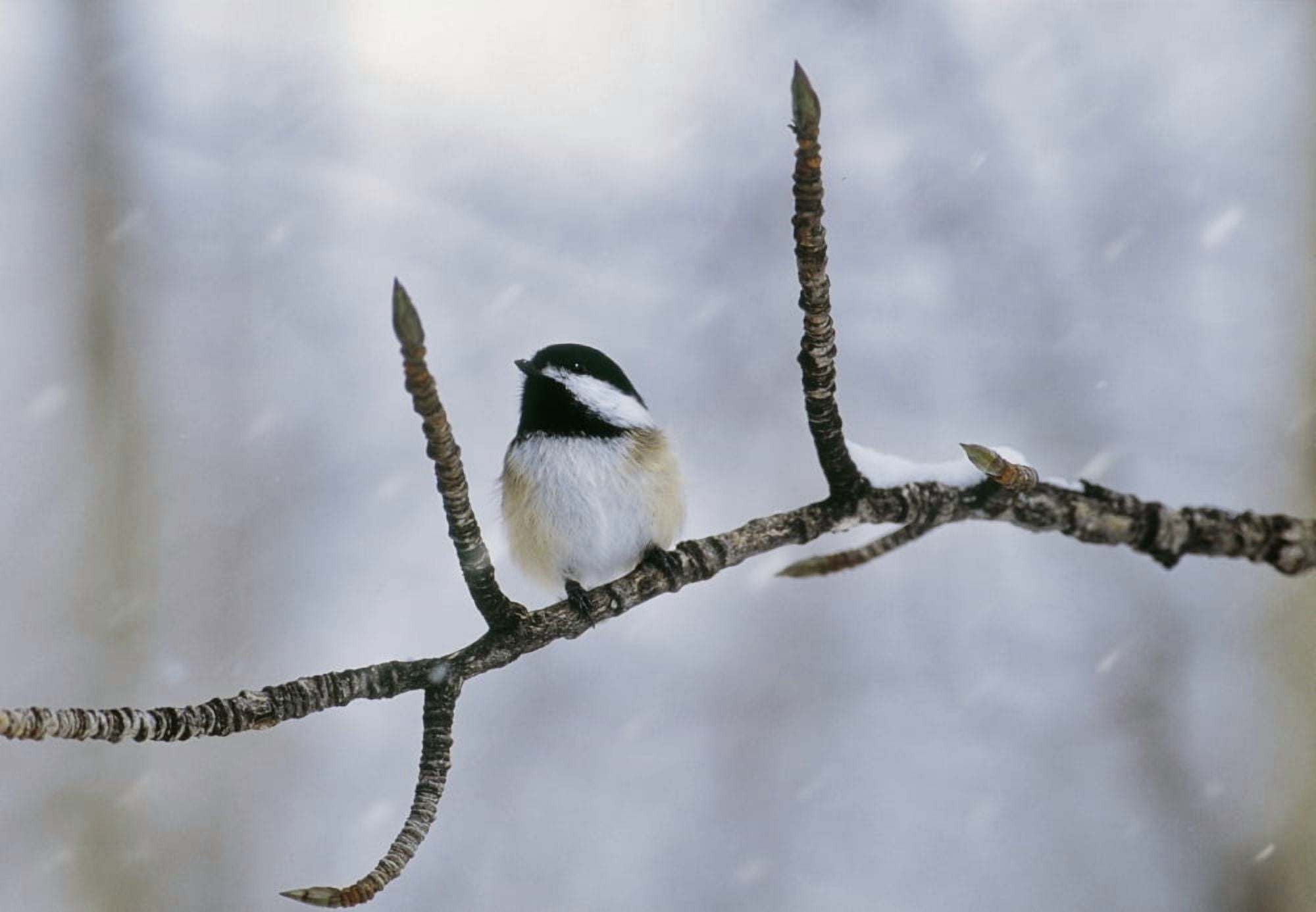Black-Capped Chickadee Alberta Canvas Art - Darwin Wiggett Design Pics (16 x 11)