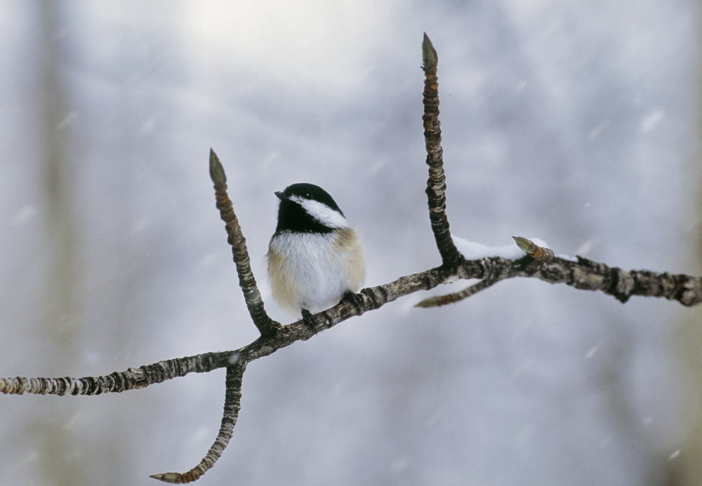 Black-Capped Chickadee Alberta Canvas Art - Darwin Wiggett Design Pics (32 x 22)