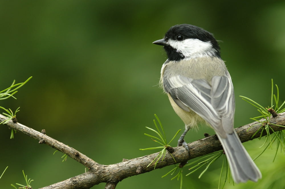 Black-Capped Chickadee Les Cedres Quebec Canada Canvas Art - Steeve Marcoux Design Pics (17 x 11)