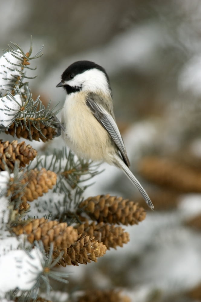 Black-Capped Chickadee (Parus Atricapillus) Canvas Art - Rebecca Grambo Design Pics (24 x 36)