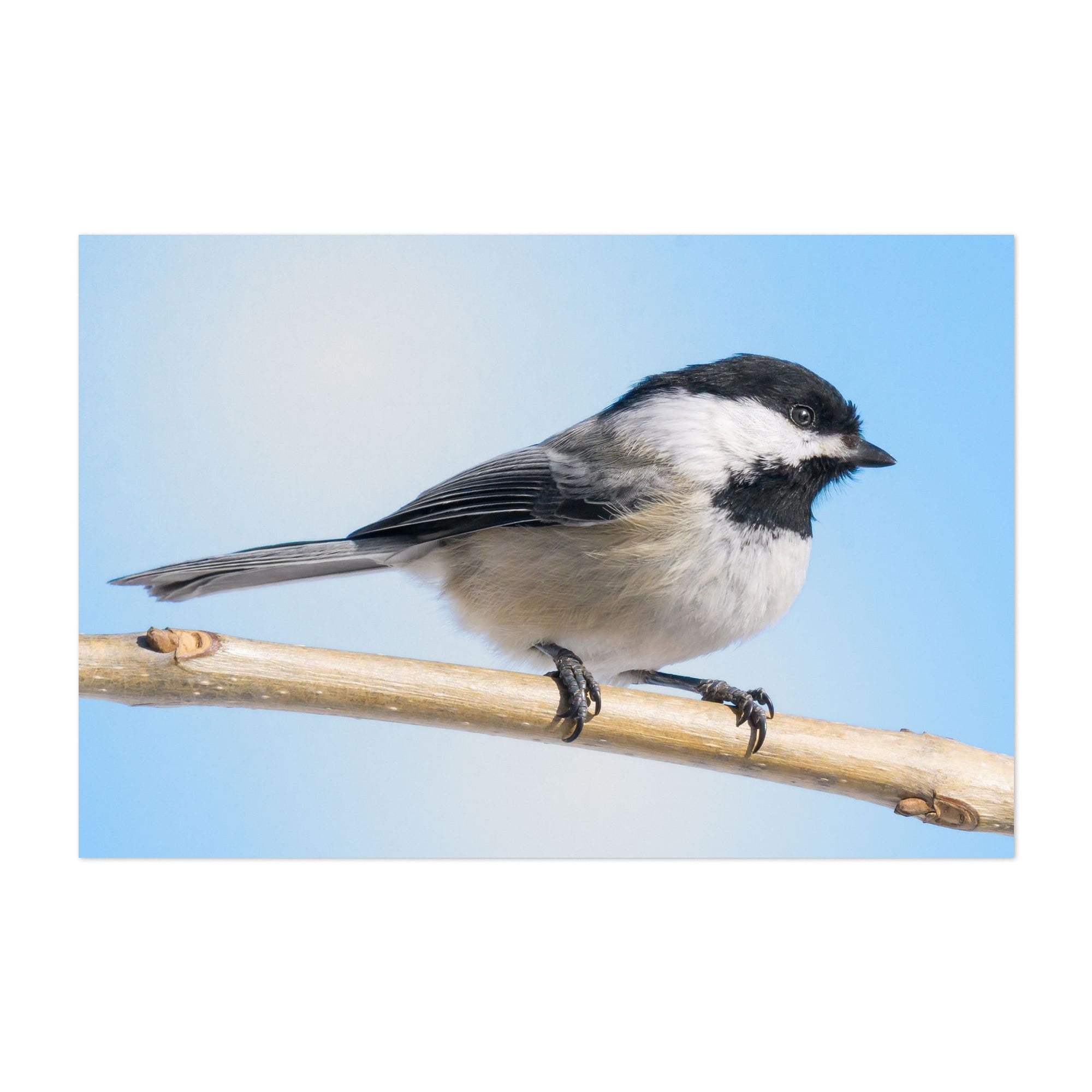 Black-Capped Chickadee - Photography Bird Wildlife Nature Animal ...